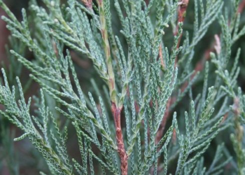 Можжевельник Скайрокет: посадка и уход