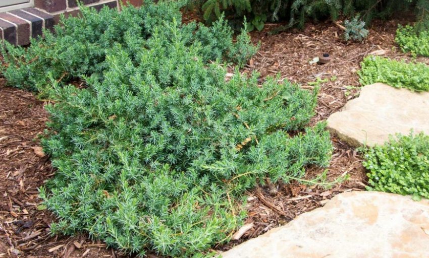 Можжевельник Блю Пасифик Можжевельник Блю Пасифик