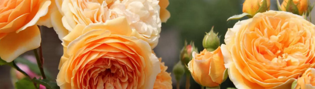 Англійські троянди: опис, особливості догляду та вирощування