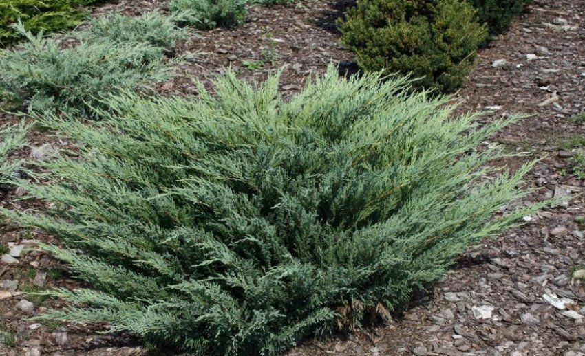 Можжевельник Глаука Можжевельник Глаука