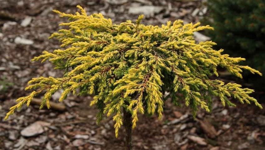 Можжевельник Голдшатц Можжевельник Голдшатц