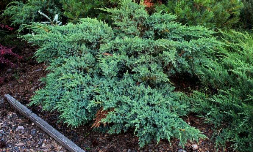 Можжевельник Блю Компакт Можжевельник Блю Компакт