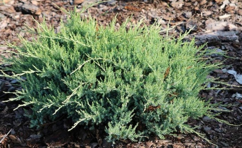 Можжевельник Агнешка Можжевельник Агнешка