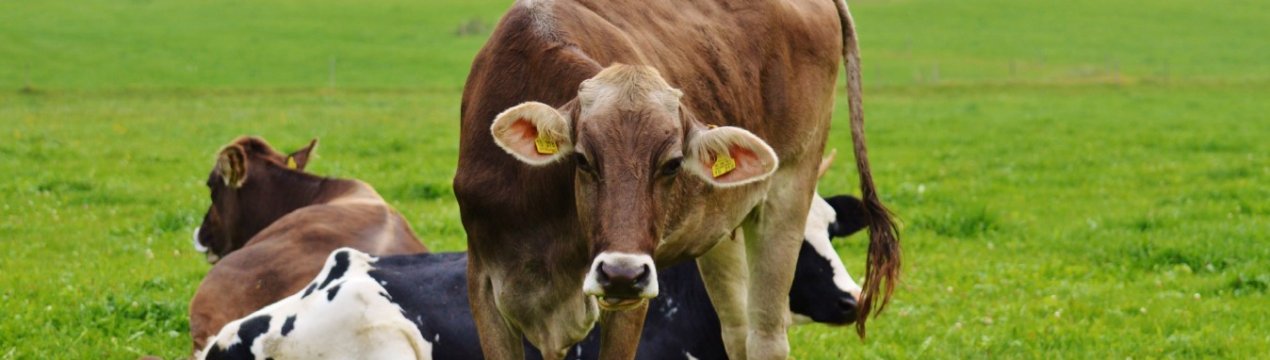 Планують створити корівник у Німеччині