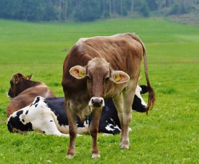 Планують створити корівник у Німеччині