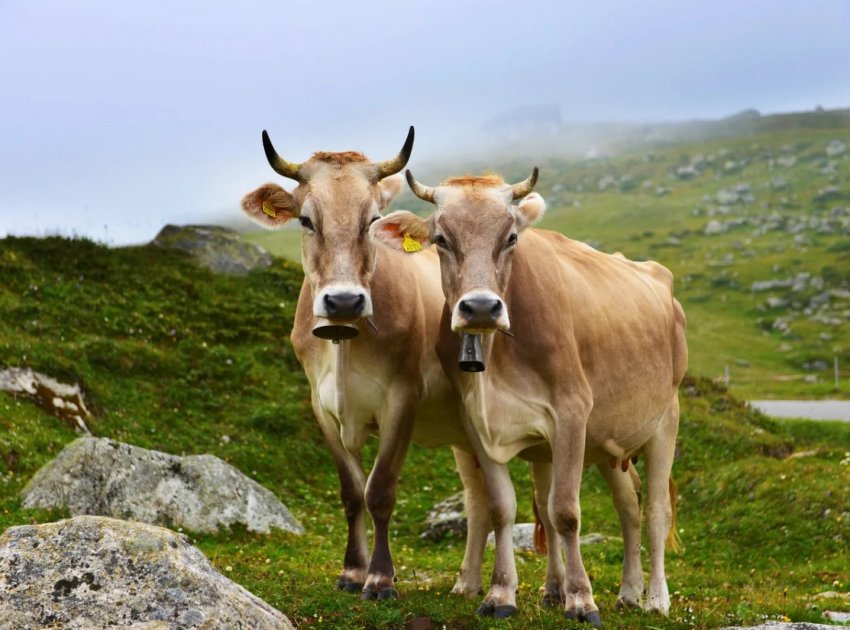 Сад для корів планують створити в Німеччині Сад для корів планують створити в Німеччині