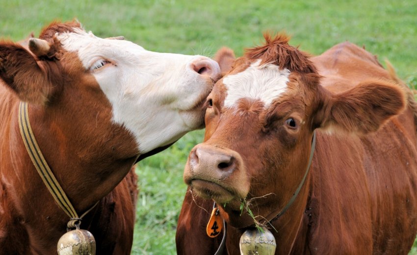 Сад для корів планують створити в Німеччині Сад для корів планують створити в Німеччині