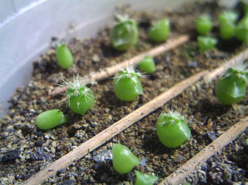 Розмноження насінням