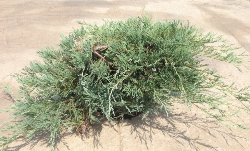 Можжевельник Гласієр Можжевельник Гласієр