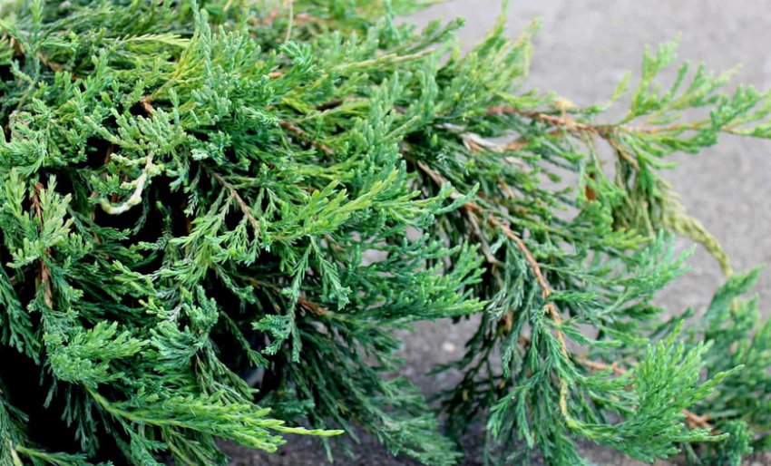 Можжевельник Джейд Ривер Можжевельник Джейд Ривер