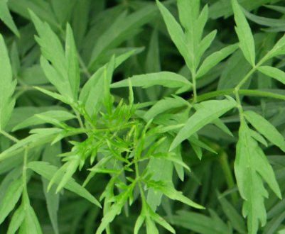 Описание бузины чёрной Лациниата, её посадка и уход