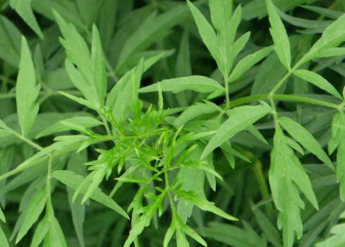 Реферат: Характеристика рослин бузина трав яниста бузина чорна бузок звичайний буквиця лікарська