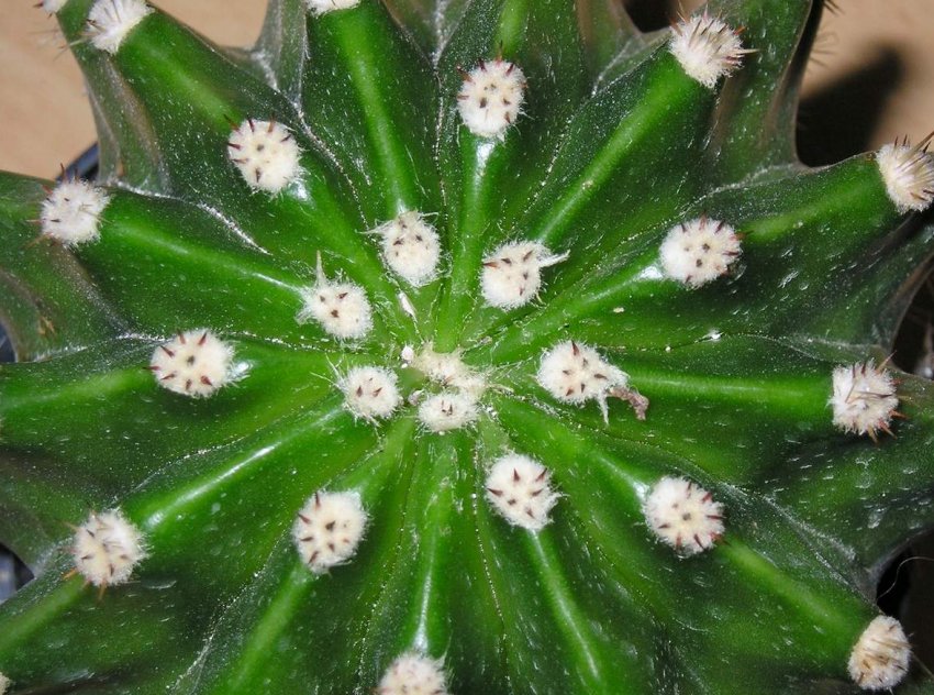 Борошнистий червець