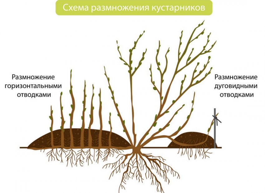 Размножение отводками Размножение отводками