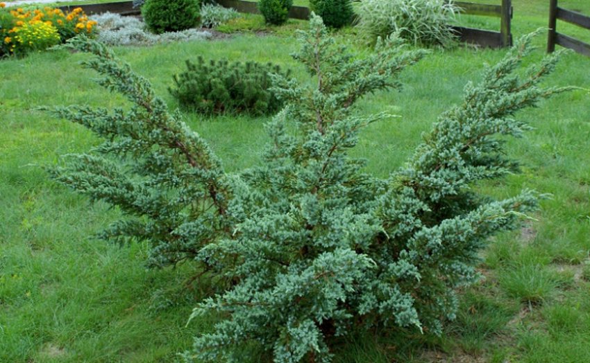 Можжевельник Мейері Можжевельник Мейері