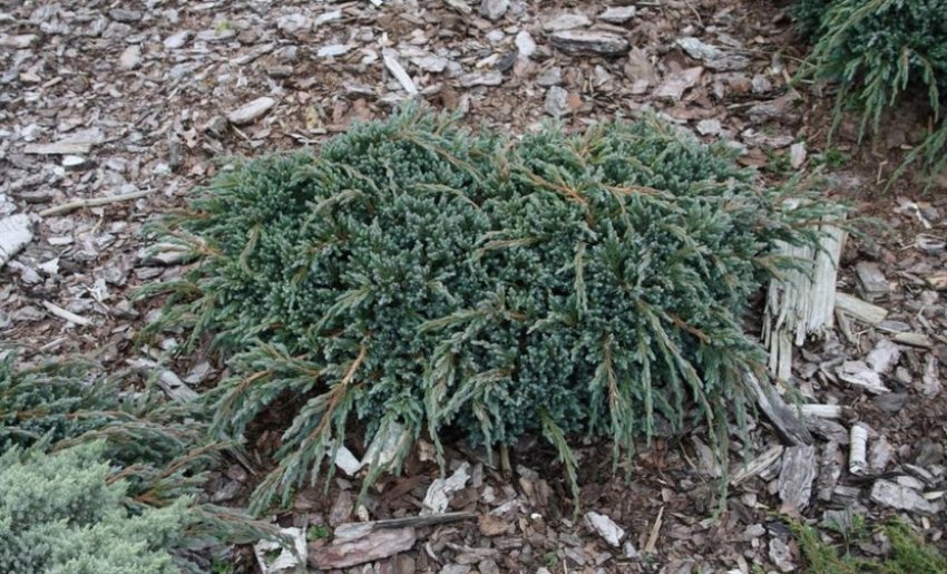 Можжевельник Блю Спайдер Можжевельник Блю Спайдер