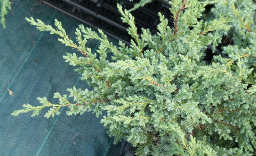 Можжевельник Ханнеторп Можжевельник Ханнеторп