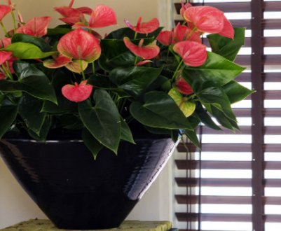 Грунт для антуріума: як вибрати і приготувати самостійно