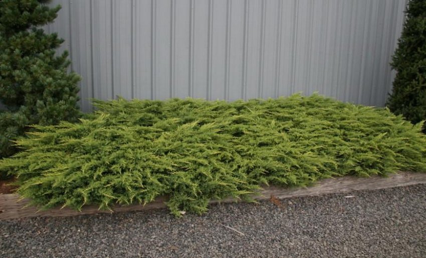 Дабс Фростед Дабс Фростед