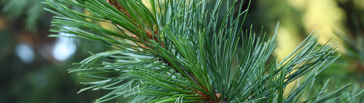 Описание сосны кедровой европейской, посадка и уход