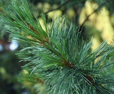 Описание сосны кедровой европейской, посадка и уход