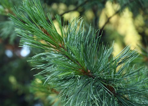 Описание сосны кедровой европейской, посадка и уход