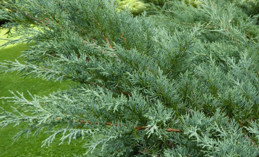 Можжевельник Блаув Можжевельник Блаув