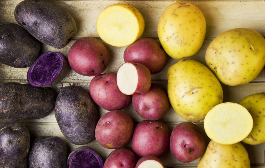 Американські вчені розробляють сорт привабливої картоплі Американські вчені розробляють сорт привабливої картоплі