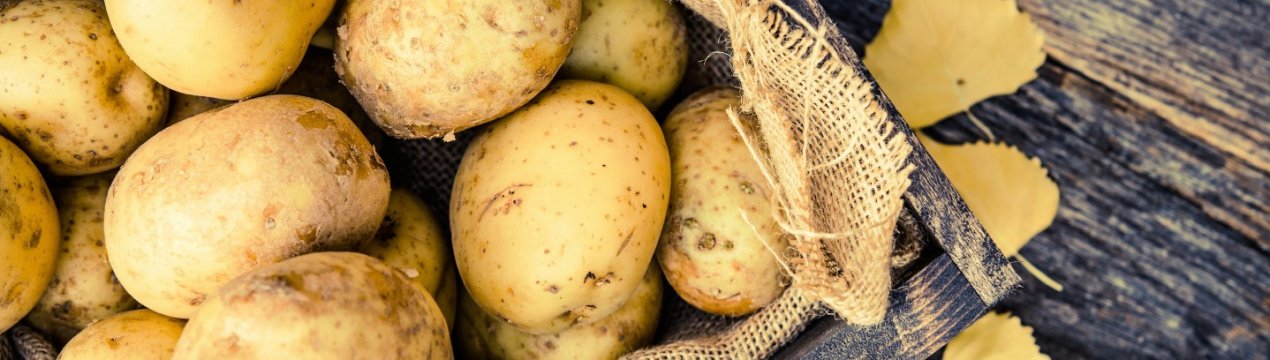 Американські вчені розробляють сорт привабливого картоплі