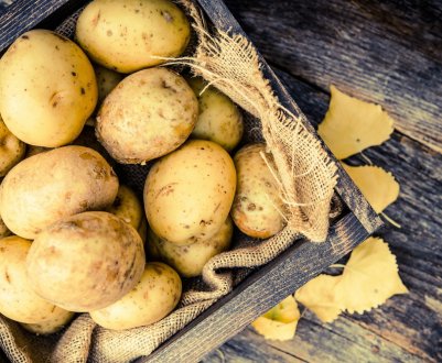 Американські вчені розробляють сорт привабливого картоплі