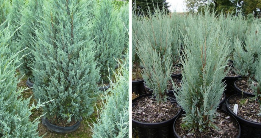 Можжевельник Вічита Блю Можжевельник Вічита Блю