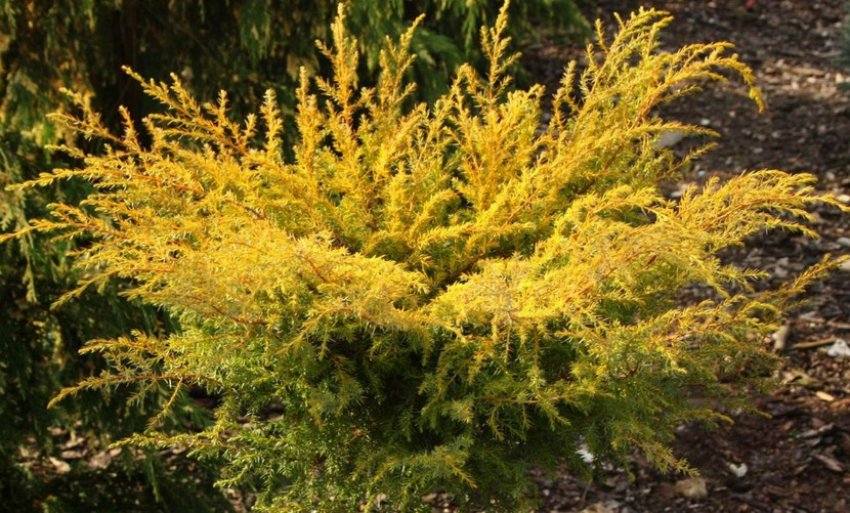 Можжевельник Депресса Ореа Можжевельник Депресса Ореа