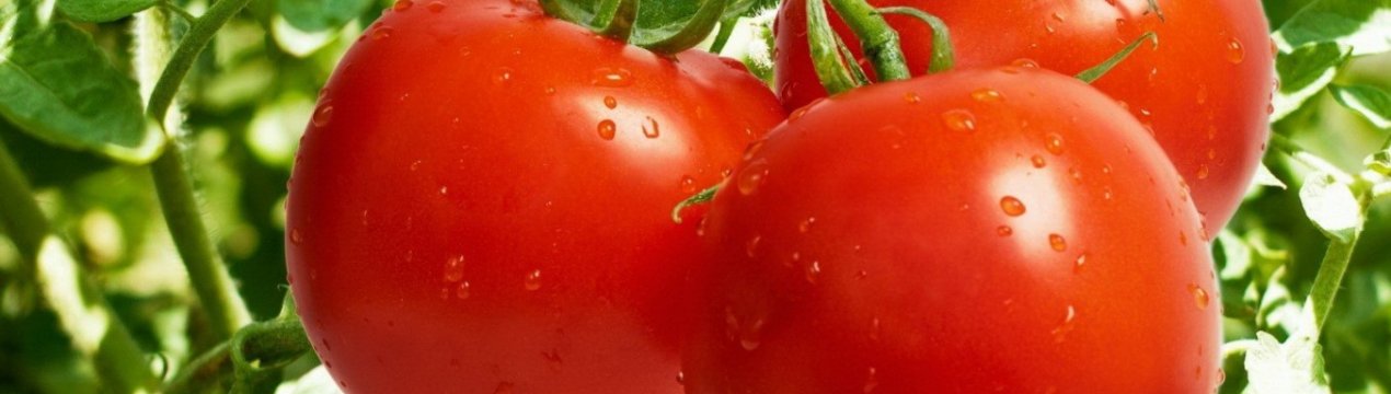 Вчені Нігерії працюють над створенням ГМ-томатів