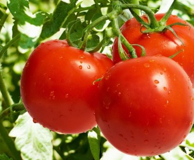 Вчені Нігерії працюють над створенням ГМ-томатів