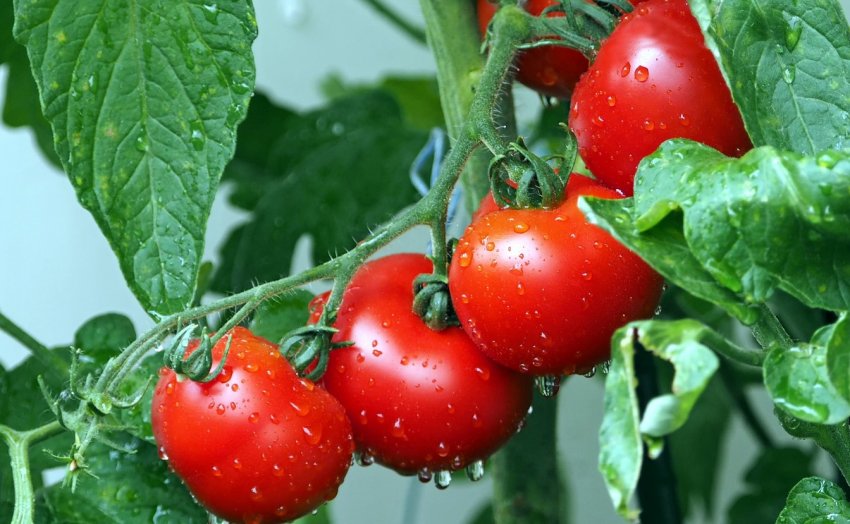 Вчені Нігерії працюють над створенням ГМ помідорів Вчені Нігерії працюють над створенням ГМ помідорів