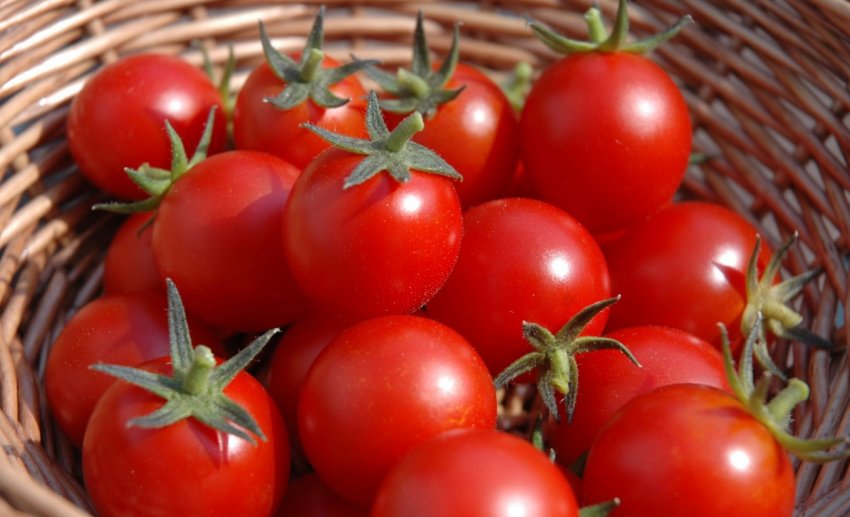 Вчені Нігерії працюють над створенням ГМ помідорів Вчені Нігерії працюють над створенням ГМ помідорів