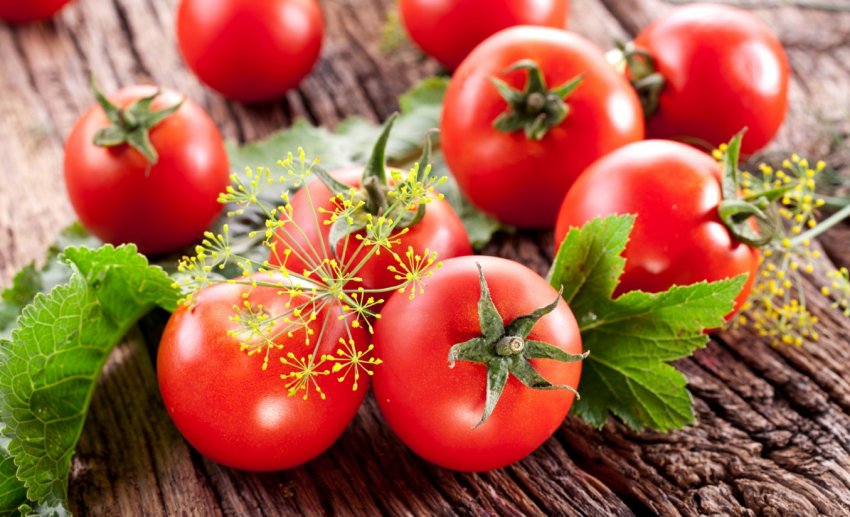 Вчені Нігерії працюють над створенням ГМ помідорів Вчені Нігерії працюють над створенням ГМ помідорів