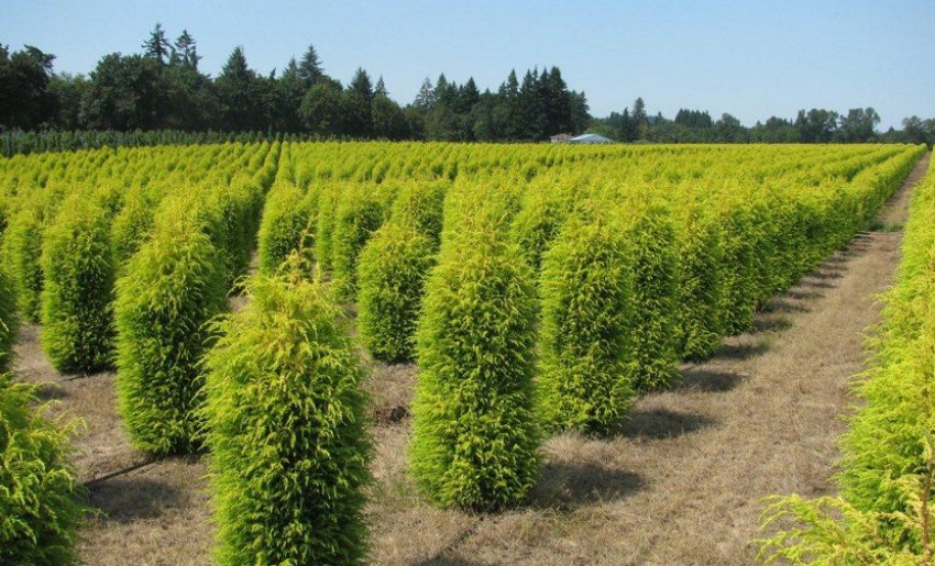 Можжевельник Голд Кон Можжевельник Голд Кон