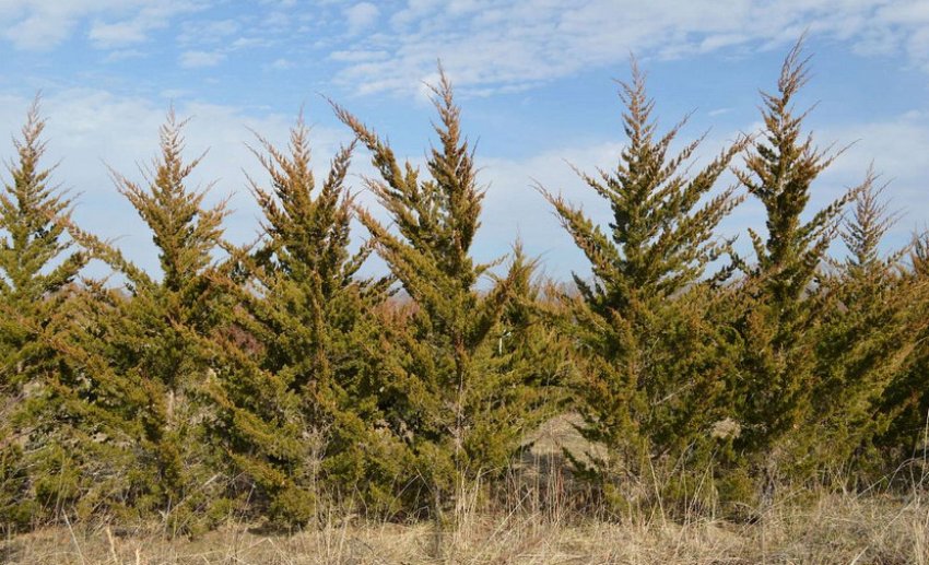 Можжевельник Канаерті Можжевельник Канаерті