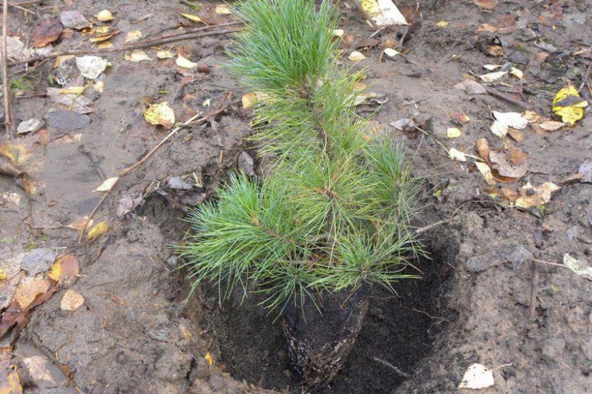 Место посадки сосны Место посадки сосны