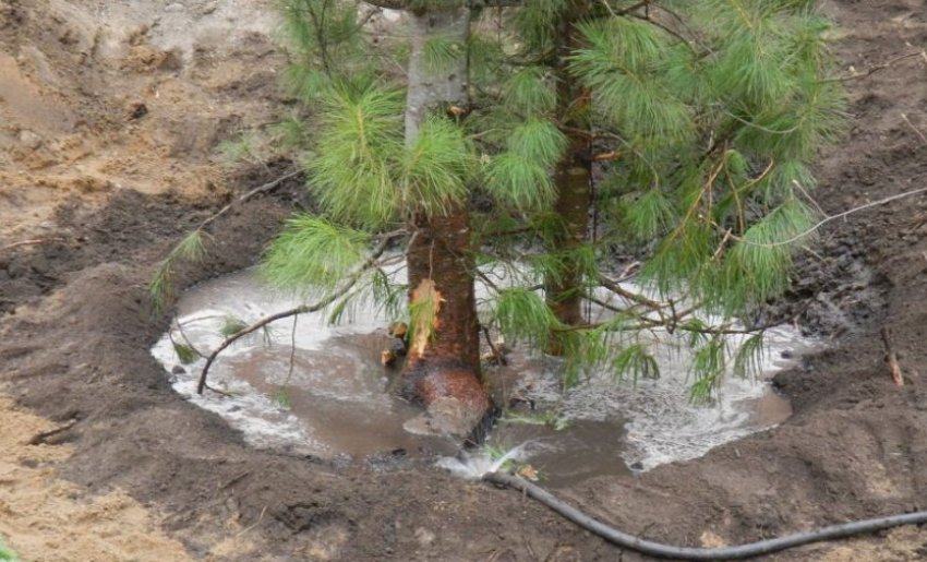 Полив сосны Полив сосны