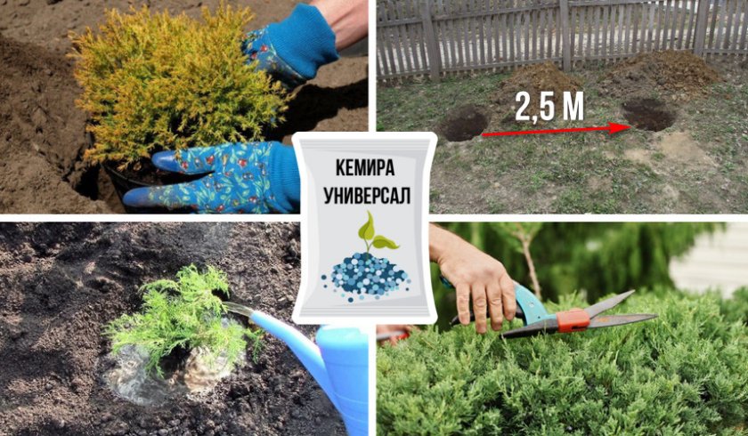 Уход за можжевельником Уход за можжевельником