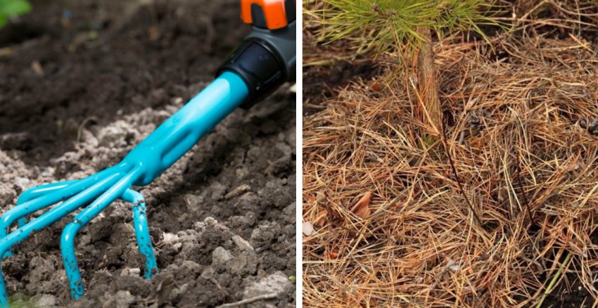 Рыхление и мульчирование сосны Рыхление и мульчирование сосны