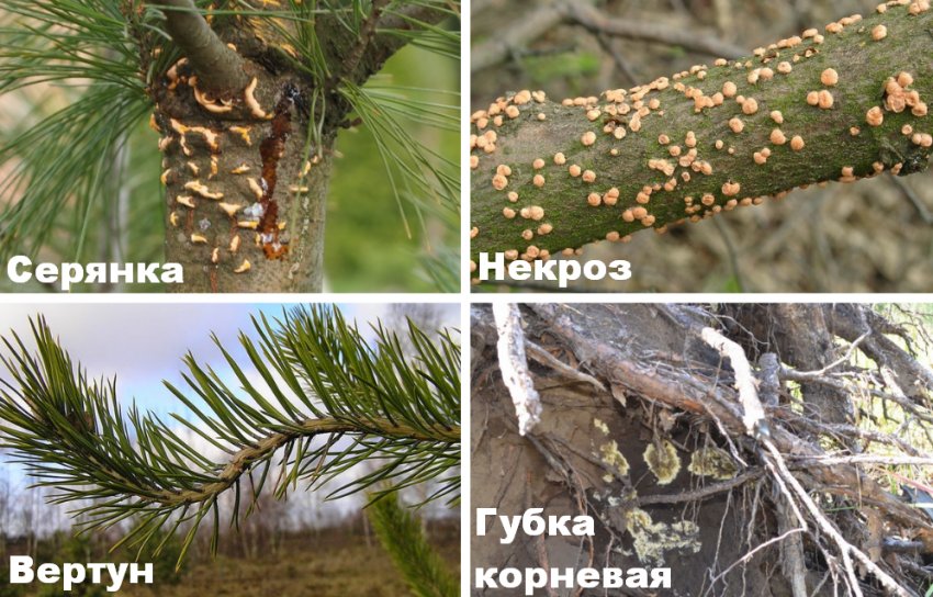 Болезни сосны Болезни сосны