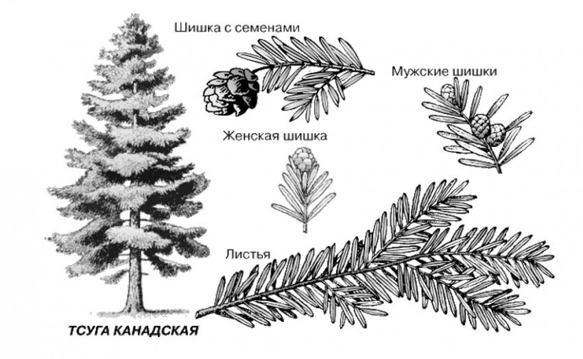 Рисунок хвойного и лиственного дерева рисунок