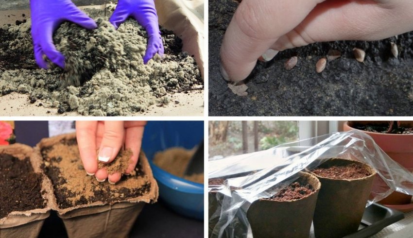 Выращивание сосны из семян Выращивание сосны из семян