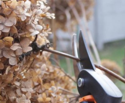 Гортензія звичайна: осінні догляд та підготовка до зими