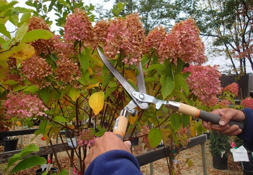 Обрізка гортензії
