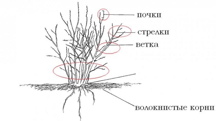 Структура куща чорники Структура куща чорники