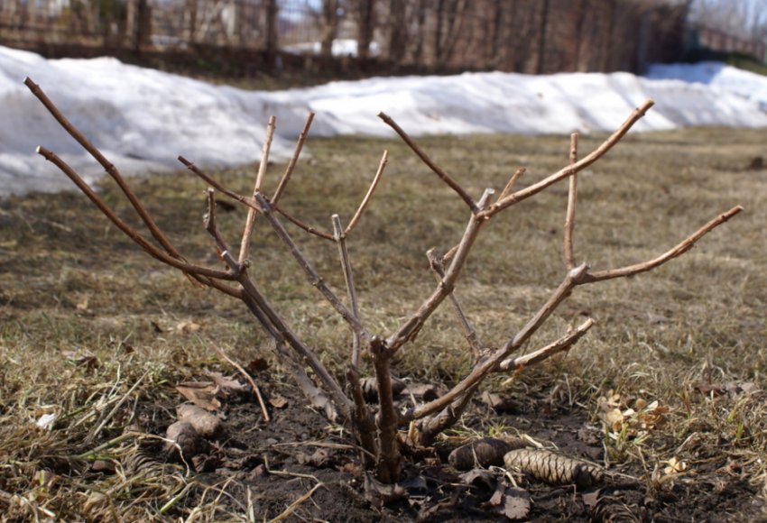 Гортензія весною